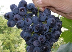 Самая крупная гроздь винограда