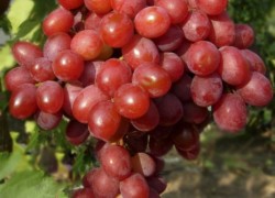 Где купить элитные сорта винограда