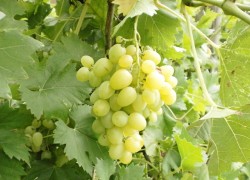 Проверенные сорта винограда