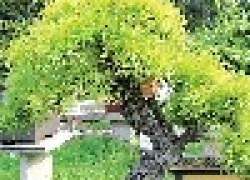 Садовое бонсаи - дерево на подносе
