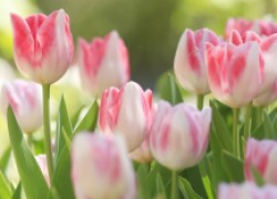 Пять причин мельчания тюльпанов