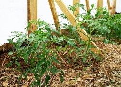 Мульчирование томатов: шаг к высокому урожаю