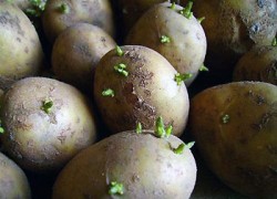 Как обрывать ростки картофеля