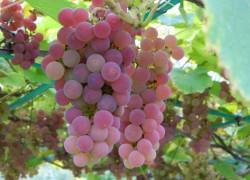 Сорта винограда Изабеллы