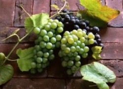 Профилактика болезней винограда