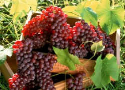 Аромат и вкус винограда – влияние условий произрастания