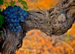 Зачем удалять листья на виноградной лозе