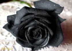 Черные розы: правда или миф