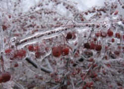 Спасаем сад от ледяных дождей