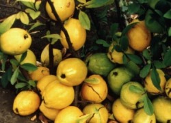 Хеномелес – северный лимон