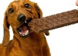 Почему нельзя давать собаке шоколад