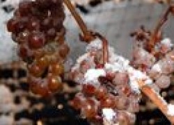 Обморожения и травмы винограда