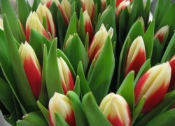 Почему вырождаются тюльпаны