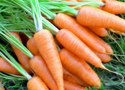 Как правильно вырастить морковку