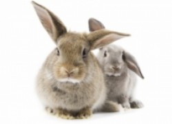 Лучшие породы кроликов для разведения на даче