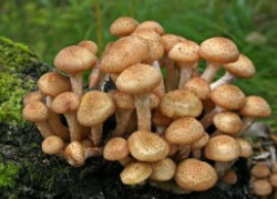 Чем бороться с грибами и вредителями