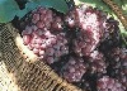Традиционные и новые удобрения винограда