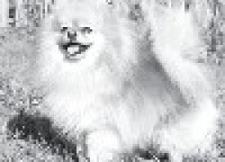 Шпиц: собака с лисьей мордочкой