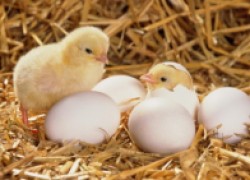 Двухжелтковые яйца для выведения цыплят