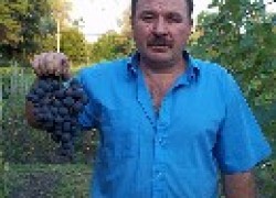 Выдаем секреты удобрений для роста ягод винограда