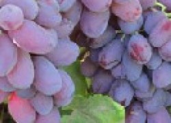 Сорт винограда Мечта Татьяны