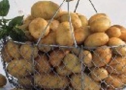 Картофельная моль и как с ней бороться