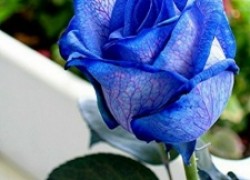 Откуда появились синие розы