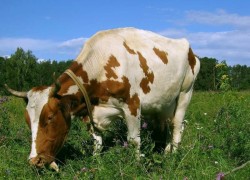 Почему худеет корова