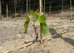 Способ выращивания саженца винограда