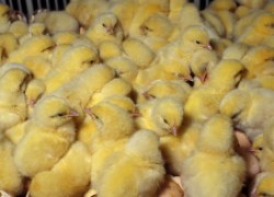 Как сделать обогреватель для инкубаторных цыплят