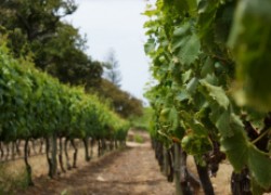 Как сделать зеленый отводок на винограде