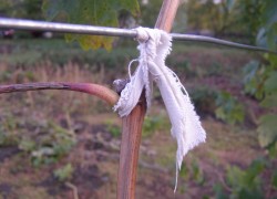 Влияние сухой подвязки лоз винограда на урожайность