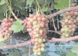 Лучшая тройка сортов винограда Крайнова