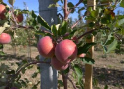 Как выращивают яблони
