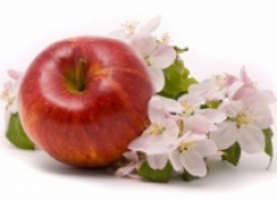 Как выбрать сорт и правильно посадить яблоню