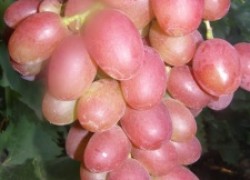 Виноград - Рубиновый юбилей
