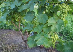 Как ускорить формирование виноградного куста