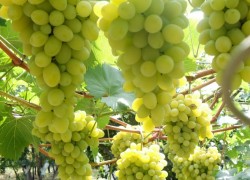 Виноград удобряют осенью или рано весной до распускания почек