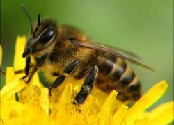 Пчёлы вылечили варикоз