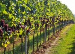 Советы по посадке винограда
