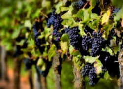 Засуха для винограда — это опасно
