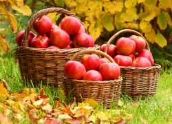 Как рассчитать время уборки разных сортов яблок