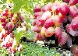 Почему эти ягоды винограда «вяжут»