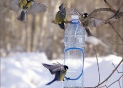 Подкормка птиц