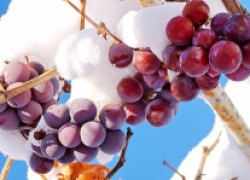 Селекция морозостойких сортов винограда