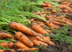 Капельница для посева морковки в киселе