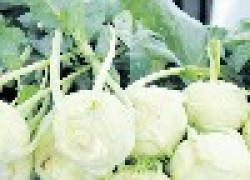 Кольраби – 3 урожая за сезон