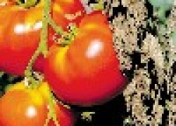 Выращиваем помидоры по-простому