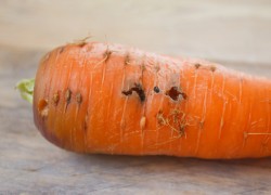 Кто-то ест морковь