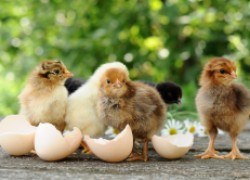 Пять причин плохого роста бройлерных цыплят